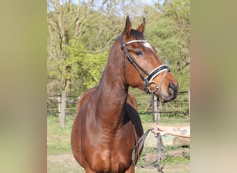 Irlandzki koń sportowy, Wałach, 5 lat, 165 cm, Skarogniada