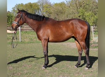 Irlandzki koń sportowy, Wałach, 5 lat, 165 cm, Skarogniada