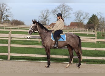 Irlandzki koń sportowy, Wałach, 5 lat, 165 cm, Stalowosiwy