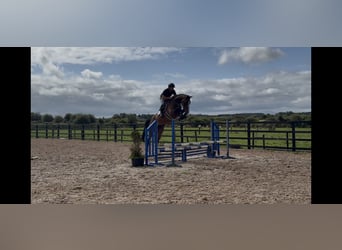 Irlandzki koń sportowy, Wałach, 5 lat, 166 cm, Gniada