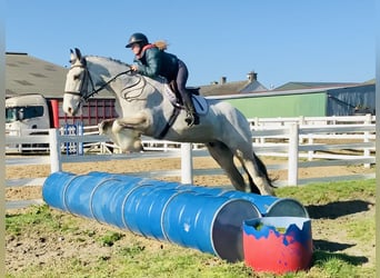 Irlandzki koń sportowy, Wałach, 5 lat, 168 cm, Bułana