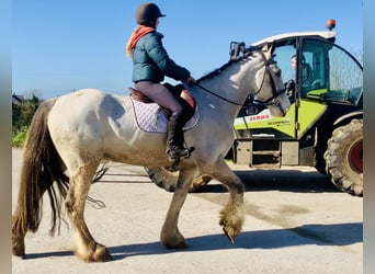 Irlandzki koń sportowy, Wałach, 5 lat, 168 cm, Bułana