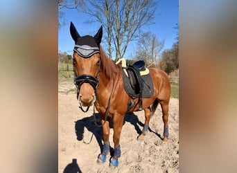 Irlandzki koń sportowy, Wałach, 5 lat, 168 cm, Kasztanowata