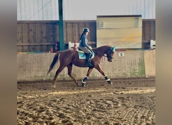 Irlandzki koń sportowy, Wałach, 5 lat, 168 cm, Kasztanowata