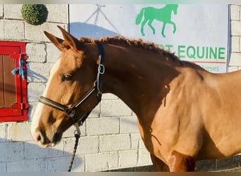 Irlandzki koń sportowy, Wałach, 5 lat, 168 cm, Kasztanowata