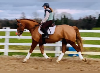 Irlandzki koń sportowy, Wałach, 5 lat, 168 cm, Kasztanowata