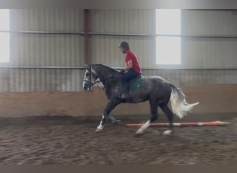 Irlandzki koń sportowy, Wałach, 5 lat, 168 cm, Siwa jabłkowita
