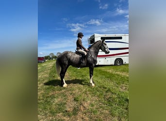 Irlandzki koń sportowy, Wałach, 5 lat, 168 cm, Siwa jabłkowita