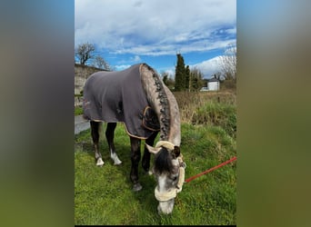 Irlandzki koń sportowy, Wałach, 5 lat, 168 cm, Siwa jabłkowita
