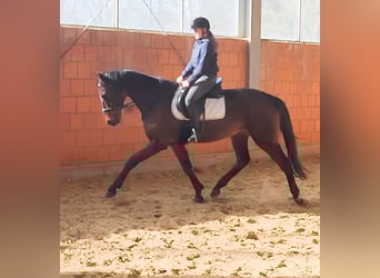 Irlandzki koń sportowy, Wałach, 5 lat, 170 cm, Gniada