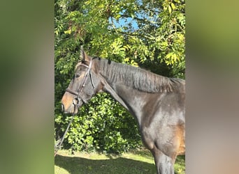 Irlandzki koń sportowy, Wałach, 5 lat, 170 cm, Gniada