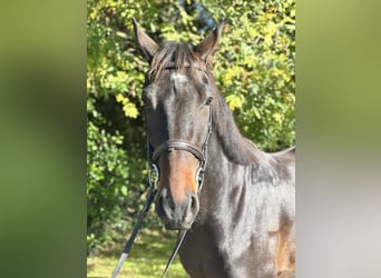 Irlandzki koń sportowy, Wałach, 5 lat, 170 cm, Gniada