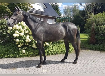 Irlandzki koń sportowy, Wałach, 5 lat, 172 cm, Karosiwa