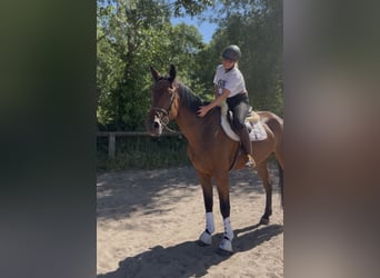 Irlandzki koń sportowy, Wałach, 5 lat, 174 cm, Gniada