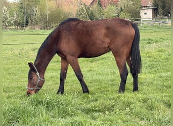 Irlandzki koń sportowy, Wałach, 5 lat, 175 cm, Gniada