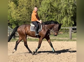 Irlandzki koń sportowy, Wałach, 5 lat, 175 cm, Gniada