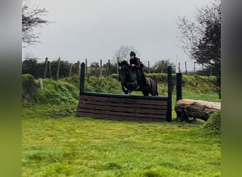 Irlandzki koń sportowy, Wałach, 6 lat, 148 cm, Gniada