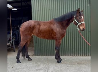 Irlandzki koń sportowy, Wałach, 6 lat, 153 cm, Gniada