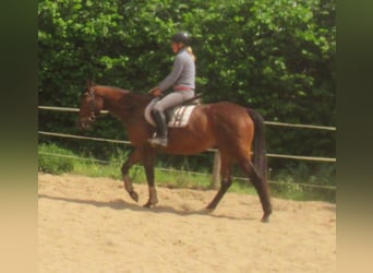 Irlandzki koń sportowy, Wałach, 6 lat, 155 cm, Gniada