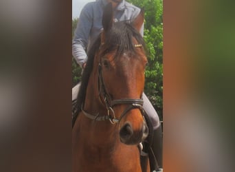Irlandzki koń sportowy, Wałach, 6 lat, 155 cm, Gniada