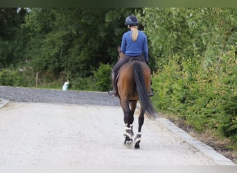 Irlandzki koń sportowy, Wałach, 6 lat, 160 cm, Gniada