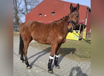Irlandzki koń sportowy, Wałach, 6 lat, 160 cm, Gniada