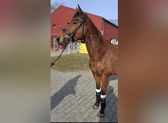 Irlandzki koń sportowy, Wałach, 6 lat, 160 cm, Gniada