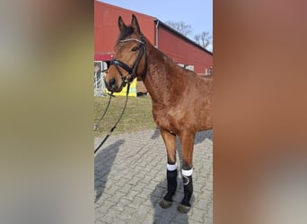 Irlandzki koń sportowy, Wałach, 6 lat, 160 cm, Gniada