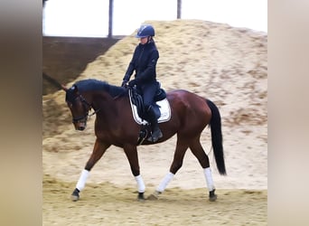 Irlandzki koń sportowy Mix, Wałach, 6 lat, 164 cm, Gniada