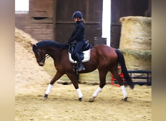 Irlandzki koń sportowy Mix, Wałach, 6 lat, 164 cm, Gniada