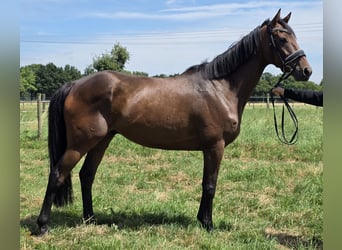 Irlandzki koń sportowy Mix, Wałach, 6 lat, 165 cm, Gniada