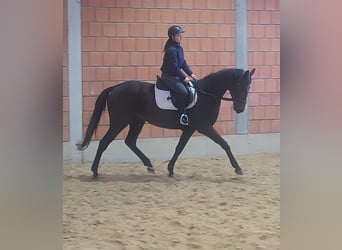 Irlandzki koń sportowy, Wałach, 6 lat, 165 cm, Kara