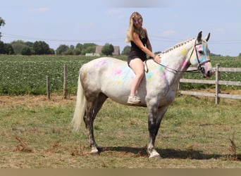 Irlandzki koń sportowy, Wałach, 6 lat, 165 cm, Stalowosiwy