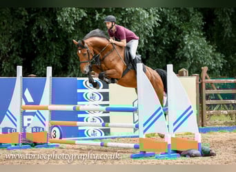 Irlandzki koń sportowy, Wałach, 6 lat, 168 cm, Gniada