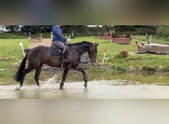 Irlandzki koń sportowy, Wałach, 6 lat, 169 cm, Ciemnogniada