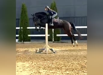 Irlandzki koń sportowy, Wałach, 6 lat, 169 cm, Ciemnogniada