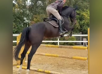 Irlandzki koń sportowy, Wałach, 6 lat, 169 cm, Ciemnogniada