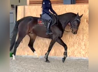 Irlandzki koń sportowy, Wałach, 6 lat, 169 cm, Ciemnogniada