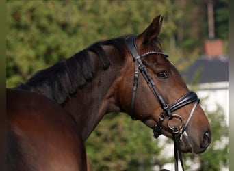 Irlandzki koń sportowy, Wałach, 6 lat, 169 cm, Ciemnogniada