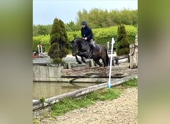 Irlandzki koń sportowy, Wałach, 6 lat, 169 cm, Ciemnogniada