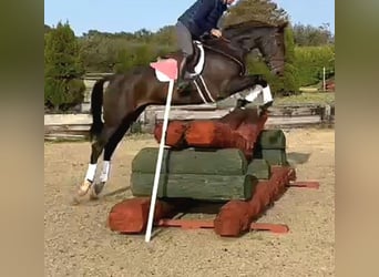 Irlandzki koń sportowy, Wałach, 6 lat, 169 cm, Ciemnogniada