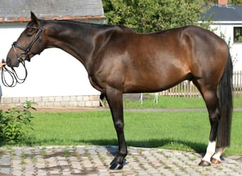 Irlandzki koń sportowy, Wałach, 6 lat, 169 cm, Ciemnogniada