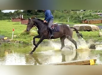 Irlandzki koń sportowy, Wałach, 6 lat, 169 cm, Ciemnogniada