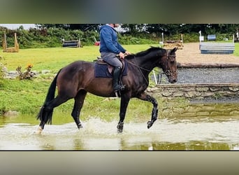 Irlandzki koń sportowy, Wałach, 6 lat, 169 cm, Ciemnogniada