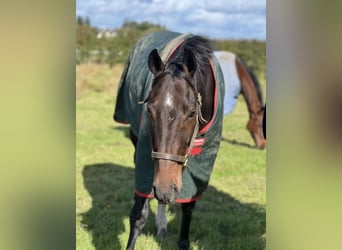 Irlandzki koń sportowy, Wałach, 6 lat, 169 cm, Ciemnogniada