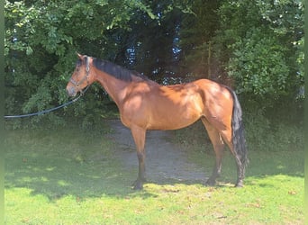 Irlandzki koń sportowy, Wałach, 6 lat, 170 cm