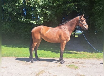 Irlandzki koń sportowy, Wałach, 6 lat, 170 cm