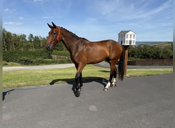 Irlandzki koń sportowy, Wałach, 6 lat, 173 cm, Gniada
