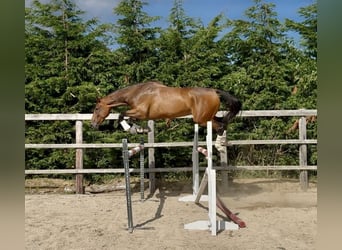 Irlandzki koń sportowy, Wałach, 6 lat, 173 cm, Gniada