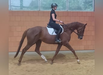 Irlandzki koń sportowy, Wałach, 6 lat, 180 cm, Kasztanowata